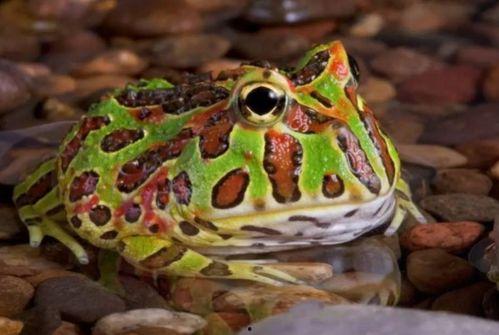 网红青蛙站在路边吃瓜,萌态十足引网友热议