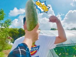 吃瓜群众瓜哥网红,揭秘吃瓜群众的网络传奇