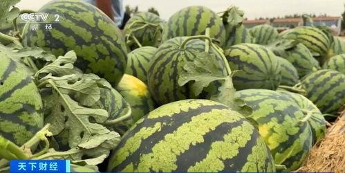 现在哪里吃瓜网,跟随“哪里吃瓜网”洞察最新瓜界动态