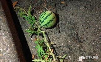 网红青蛙吃瓜群众,揭秘网络红人的幕后故事